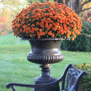Krizantém virág ősszel típusai és jellemzői ellátás