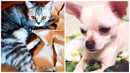 Jocuri înconjurătoare precum chihuahua și pisica de rasă pură trăiesc într-un apartament - animale - știri