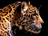 Jaguar, jaguar pisică sălbatică mare (panthera onca), umeri înălțime, culoare blană, pete, trunchi,