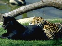 Jaguar, jaguar pisică sălbatică mare (panthera onca), umeri înălțime, culoare blană, pete, trunchi,