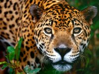 Jaguar, jaguar pisică sălbatică mare (panthera onca), umeri înălțime, culoare blană, pete, trunchi,