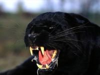 Ягуар, ягуар велика дика кішка (panthera onca), висота плечах, колір хутра, плями, тулуб,