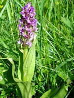 Orchis (broadleaf, mascul, reperat, helmetiform) - simptome și tratament cu remedii folclorice