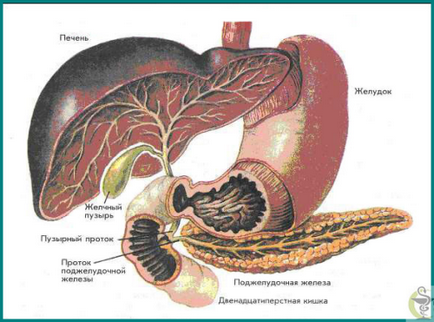 Simptomele bolii hepatice, diagnosticul și tratamentul ficatului