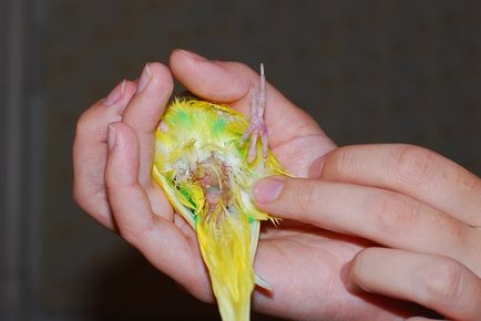 Constipație în simptomele papagale, fotografii și tratament