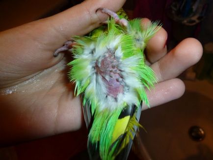 Запор у хвилястого папугу симптоми, фото і лікування