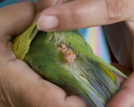 Constipație în simptomele papagale, fotografii și tratament