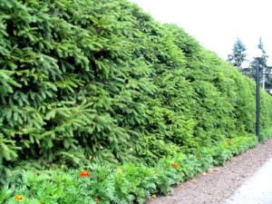 Hedge fenyő - szép és praktikus kerítés
