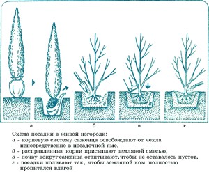 Жива огорожа з ялини поради по посадці і догляду з фото