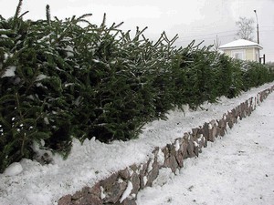 Hedge luc tippeket ültetés és gondoskodó a fotó (élő) Hedge luc tippeket ültetés és gondoskodó fotókkal