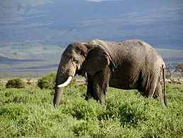Állati Elephant afrikai jelentés, leírás, fotó - Animal Kingdom
