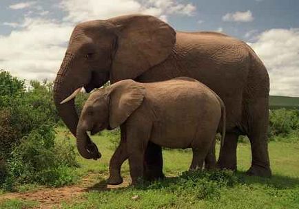 Elephant de animale Raport, descriere, fotografie - lumea animală din Africa