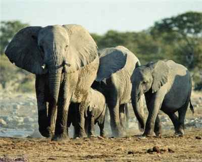 Állati Elephant afrikai jelentés, leírás, fotó - Animal Kingdom