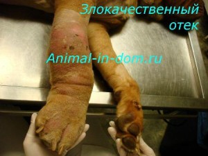 Злоякісний набряк, лікування домашніх тварин