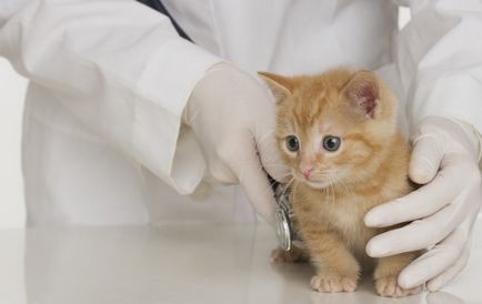 Золотистий стафілокок у кішок діагностика, лікування
