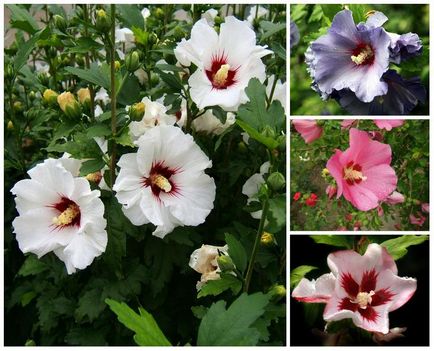 10 Розкішних квітів для піщаних грунтів