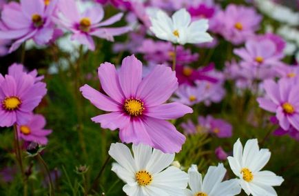 10 Розкішних квітів для піщаних грунтів