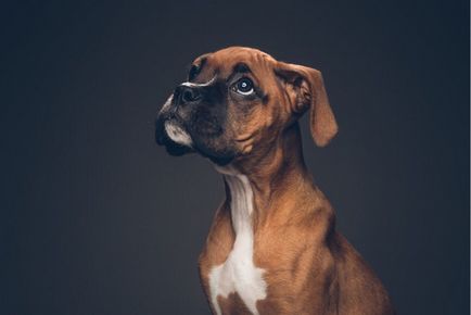 10 Речей які терпіти не може ваша собака