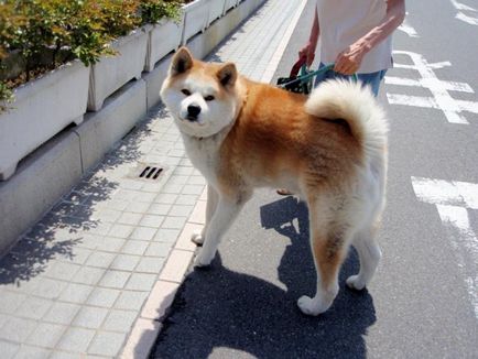 Caracterul și caracteristicile rasei Akita-inu