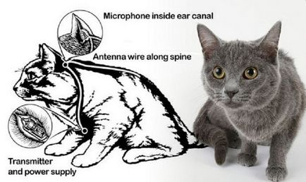 Акустичний кошеня »як цру перетворювало котів в шпигунів