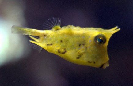 Aquaristics - cum să înțelegeți că ceva este în neregulă cu peștele