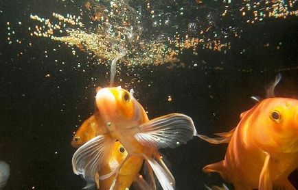 Aquaristics - cum să înțelegeți că ceva este în neregulă cu peștele