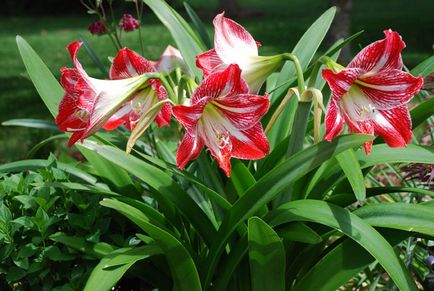 Amaryllis și hippeastrum, reguli de îngrijire