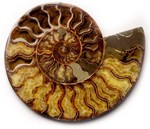 Ammonite »pietre semiprețioase de bijuterii din al patrulea grup de clasificare k