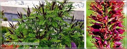Amorpha cultivare arbustă (fotografie), un loc despre o grădină, o resedință de vară și plante de casă