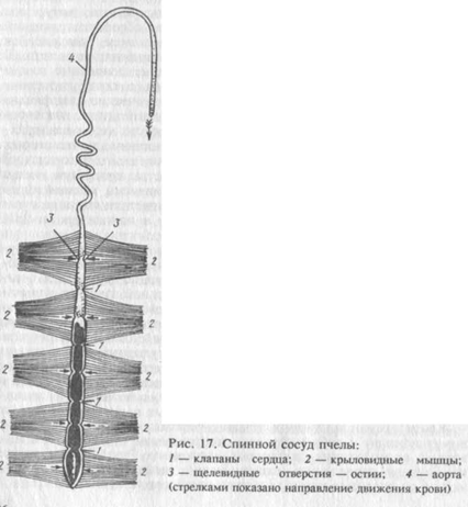 Anatomia și fiziologia insectelor