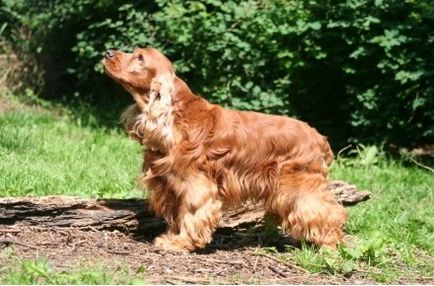 Engleză Cocker Spaniel