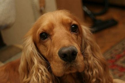 English Cocker Spaniel fotografie, descrierea rasei, natura și prețurile