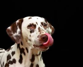 English Cocker Spaniel fotografie, descrierea rasei, natura și prețurile