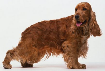 English Cocker Spaniel fotografie, descrierea rasei, natura și prețurile