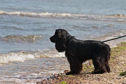 English Cocker Spaniel fotografie, descrierea rasei, natura și prețurile