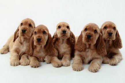 English Cocker Spaniel fotografie, descrierea rasei, natura și prețurile