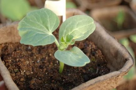 Pepene verde Astrakhan fotografie și descriere, reguli de cultivare, termeni și reguli de recoltare, depozitare,