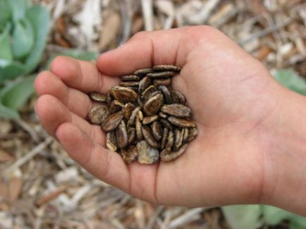 Pepene verde Astrakhan fotografie și descriere, reguli de cultivare, termeni și reguli de recoltare, depozitare,