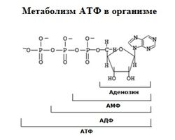 Атф науковий огляд