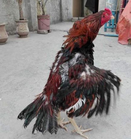 Азіль - порода курей з індії - своя птах