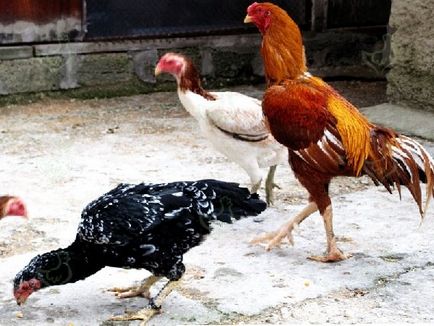 Azil fajta csirkék - Betta leírást képek és videó