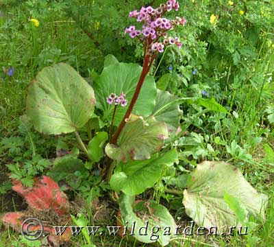 Badan, lemongrass - plante erbacee - grădină și grădină - rezident sălbatic de vară