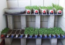 Балконні помідори покрокове вирощування
