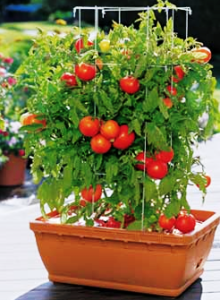 Балконні помідори покрокове вирощування
