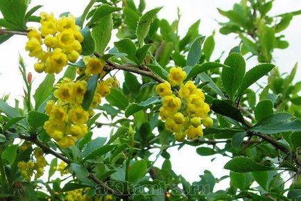 Borbolya bokor 15 fotó, ültetés és gondozás, Berberis thunbergii