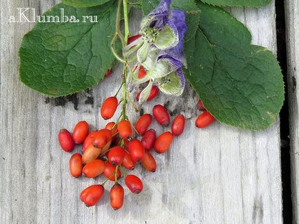 Borbolya bokor 15 fotó, ültetés és gondozás, Berberis thunbergii