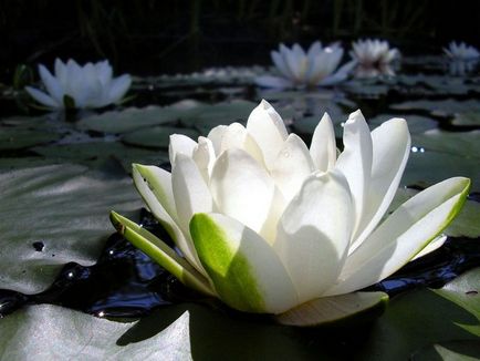 Crinul alb de flori de apă prezintă speciile, plantarea și îngrijirea
