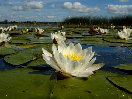 Crinul alb de flori de apă prezintă speciile, plantarea și îngrijirea
