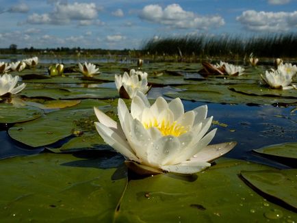 Біла квітка латаття особливості виду, посадка і догляд