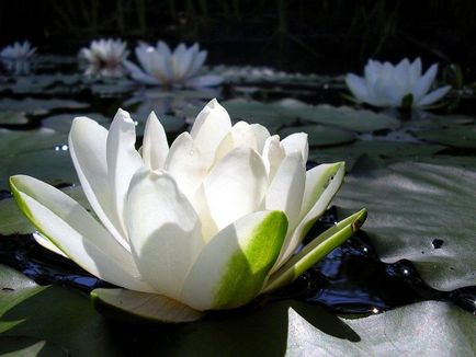 Біла квітка латаття особливості виду, посадка і догляд